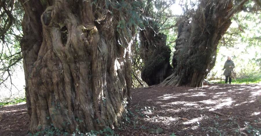 A picture containing tree, outdoor, plant, oak

Description automatically generated