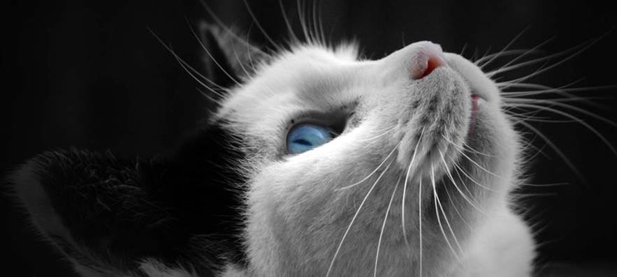 A close up of a cat

Description automatically generated