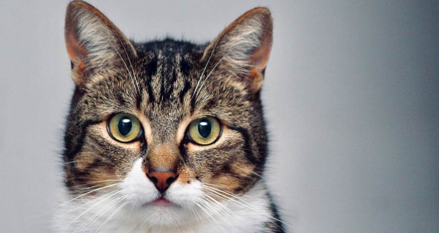 brown and white tabby cat