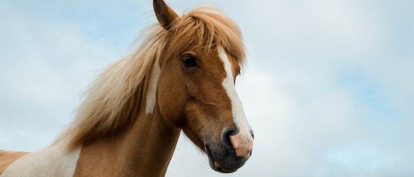 brown and white horse