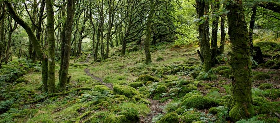 green leafed trees during daytime